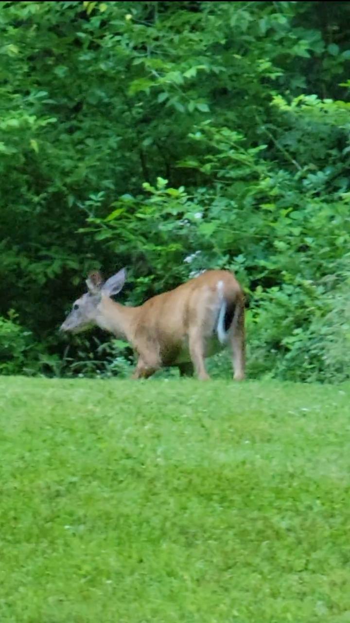 Deer standing beside a grassy lawn at the wooded edge
