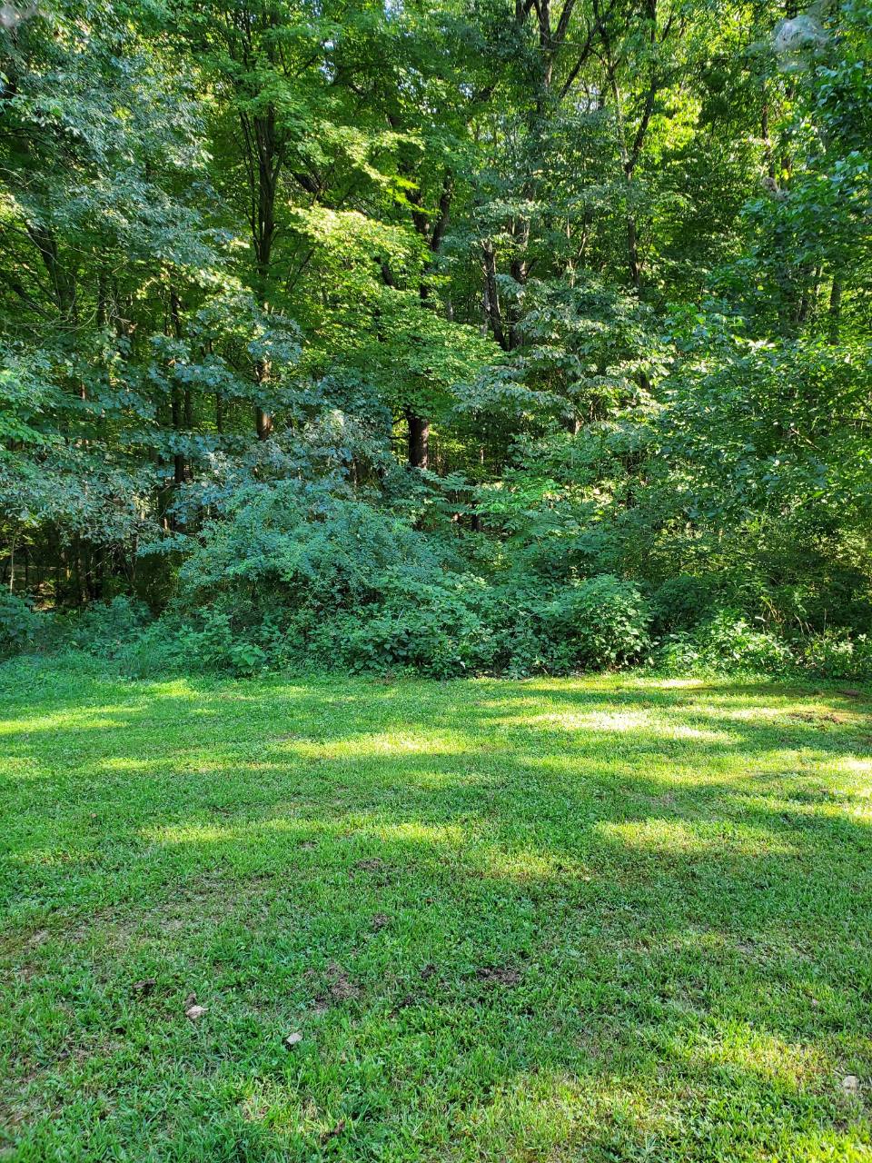 Grassy lawn bordered by dense leafy trees